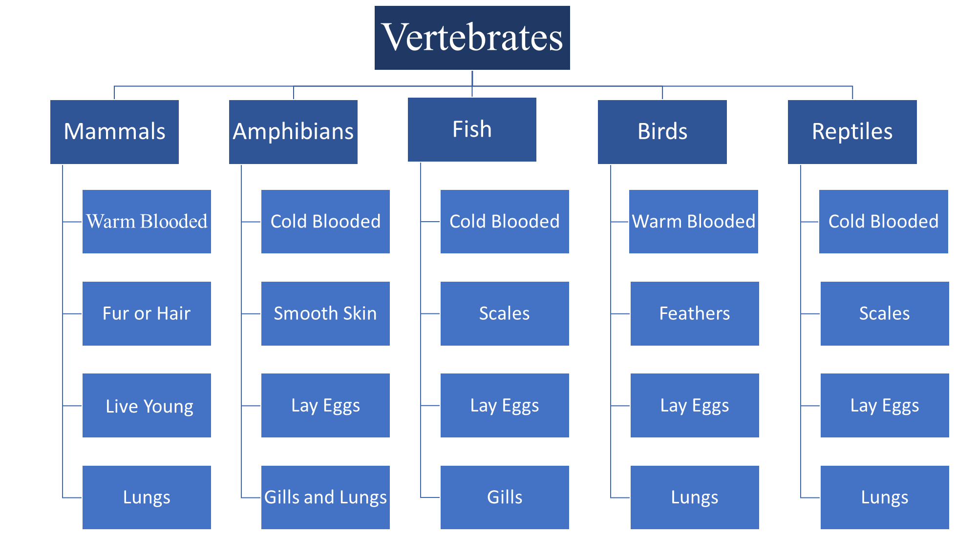 Classification of Vertebrates Image