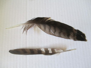 Red Tailed Hawk Tail  Feathers