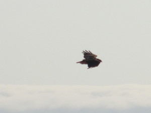 Red Tailed Hawk in Flight