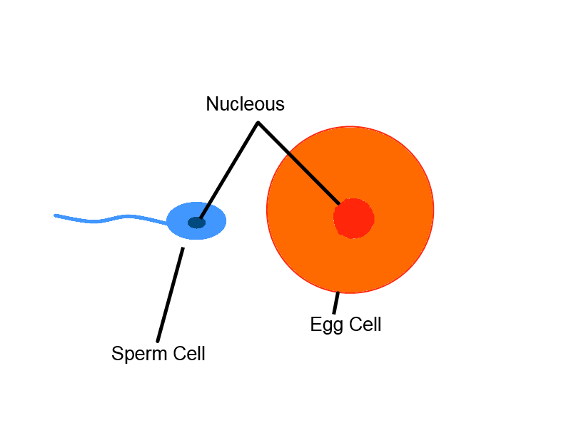 Sperm and egg cells of fertilization