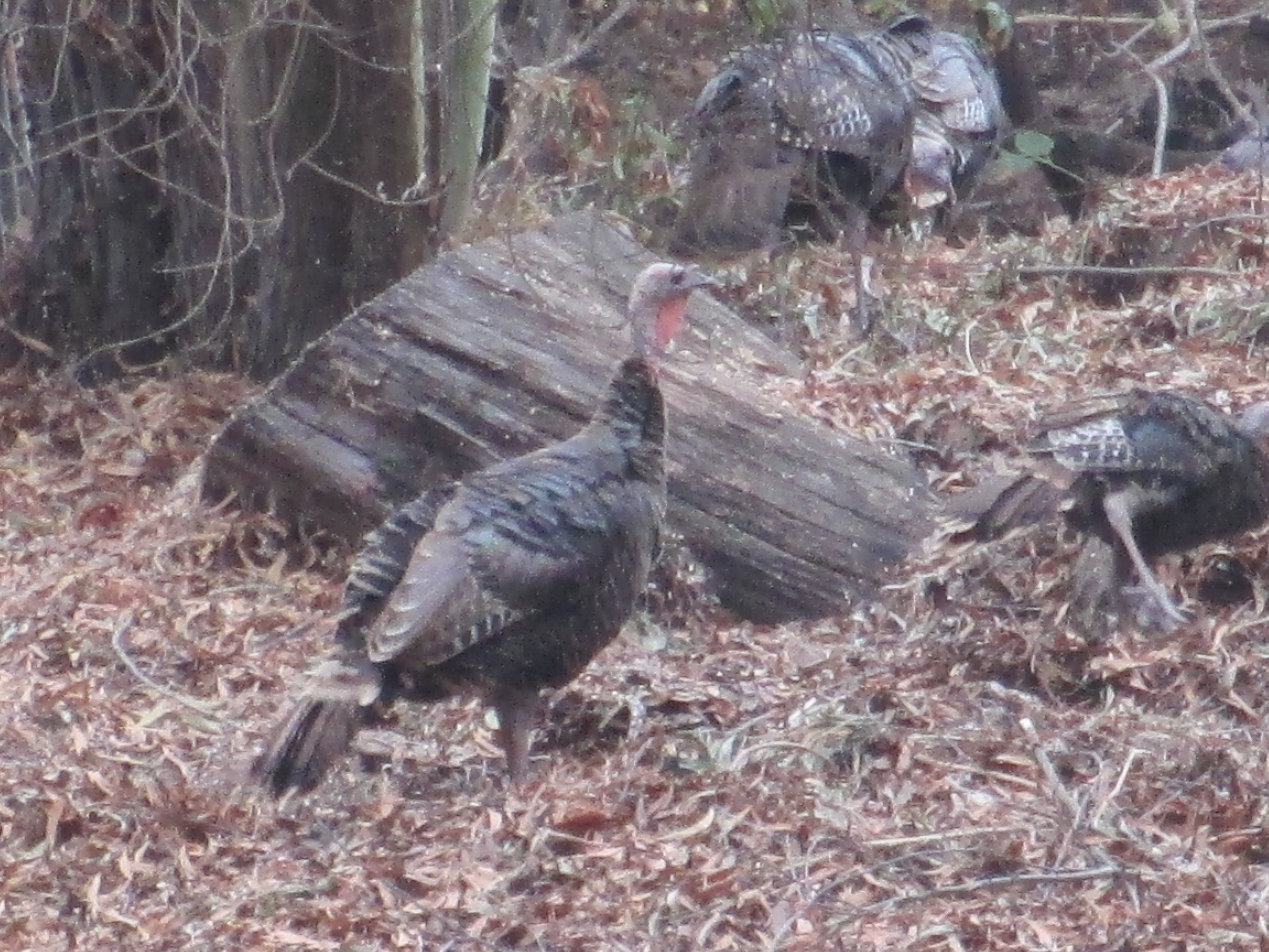 Male Wild Turkey in Coyote Hills Regional Park